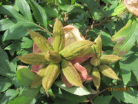 Fruchtstand der Paeonia