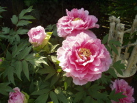 Paeonia