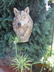 nun gibt es auch einen Wolf in unserem Garten