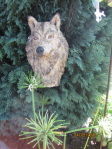 nun gibt es auch einen Wolf in unserem Garten